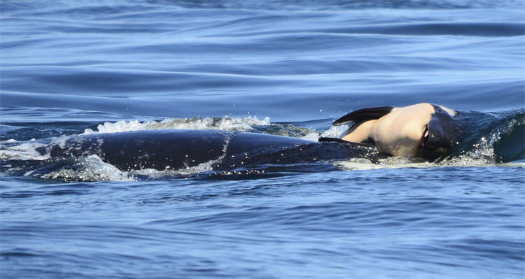 Picture 2 of Touching killer whales grieving because of death