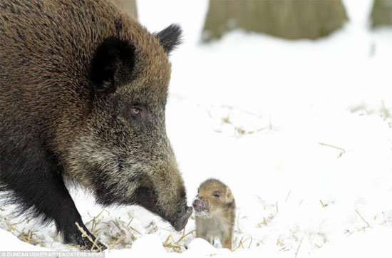 Picture 10 of Touching photos of maternal love of animals