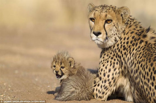 Picture 11 of Touching photos of maternal love of animals
