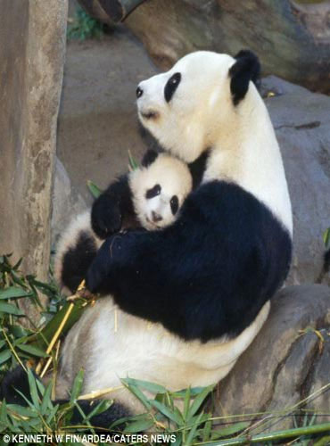 Picture 12 of Touching photos of maternal love of animals