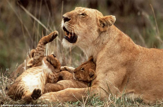 Picture 13 of Touching photos of maternal love of animals