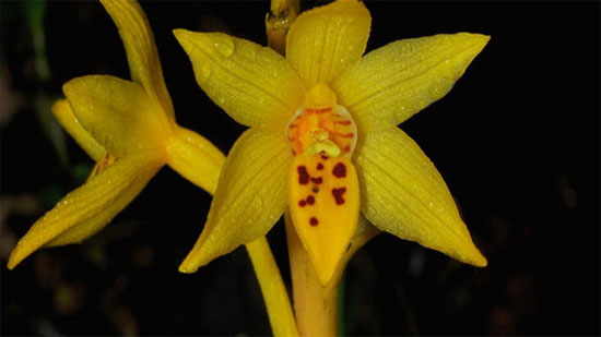 Picture 1 of Tourists discovered new orchids