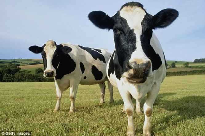 Picture 1 of Toyota built a factory that turned cow dung into electricity