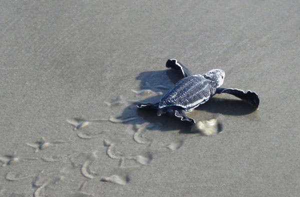 Picture 1 of Trace the leather turtle by satellite