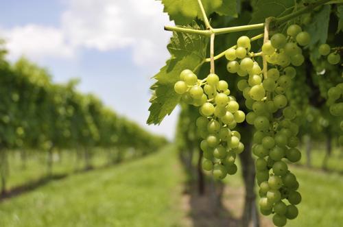 Picture 1 of Traces 1,000-year-old vineyards in Spain