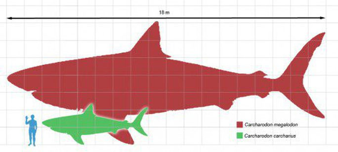 Picture 2 of Traces of 2.5 million-year-old 'beast' sharks appear ... in the middle of the city