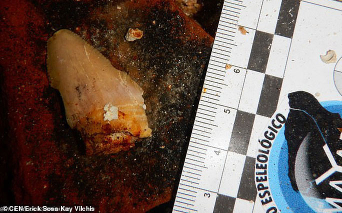 Picture 3 of Traces of 2.5 million-year-old 'beast' sharks appear ... in the middle of the city