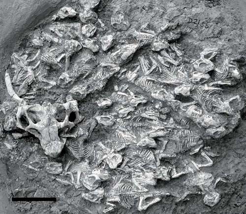 Traces of fossils about dinosaurs caring for children images 1