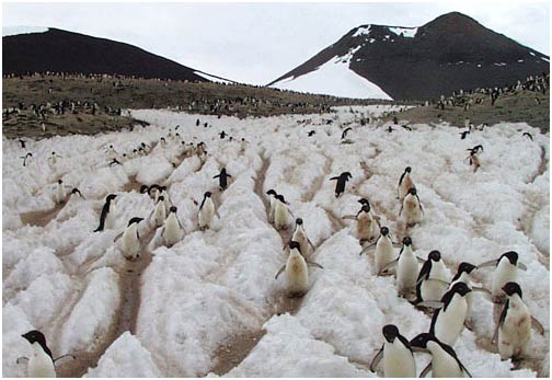 Picture 1 of Traces of penguins measure Antarctic ice movement