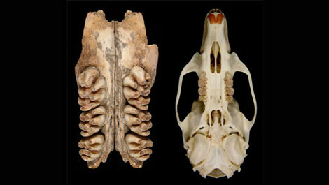 Picture 1 of Traces of rats 'terrible' weigh 6 kg