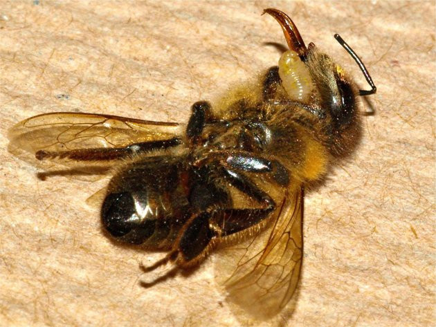 Picture 2 of Traces the parasite to turn bees into living corpses