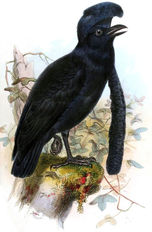 Picture 5 of Tracing the bird with the strange 'medium-sized object', both long and big, arbitrarily spread