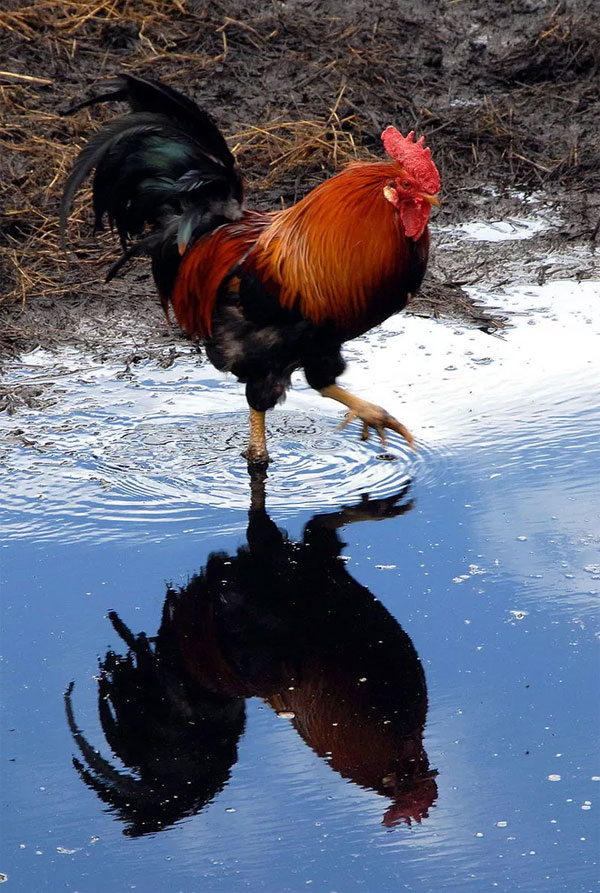 Picture 5 of Tracing the origins of the Speaker of the Rooster, the symbol of France