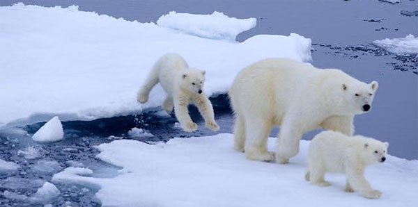 Picture 1 of Track polar bears from space