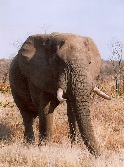 Picture 2 of Tragedy of elephants in the zoo