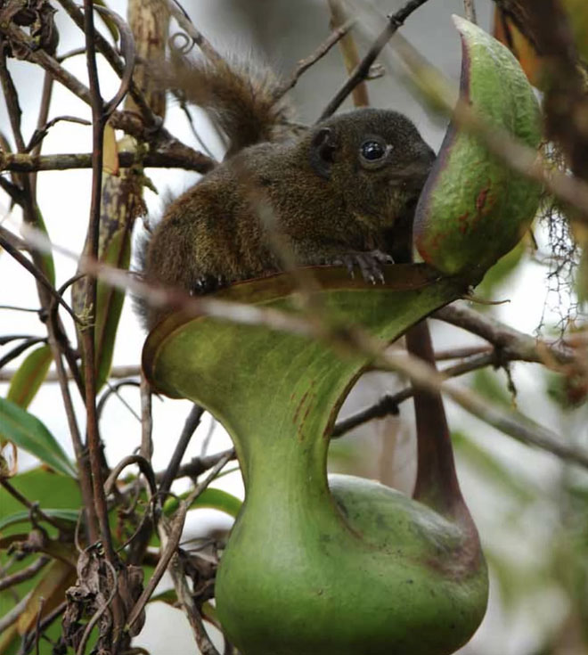 Picture 3 of 'Tragedy' the world's largest carnivorous life: Death becomes ... public toilet