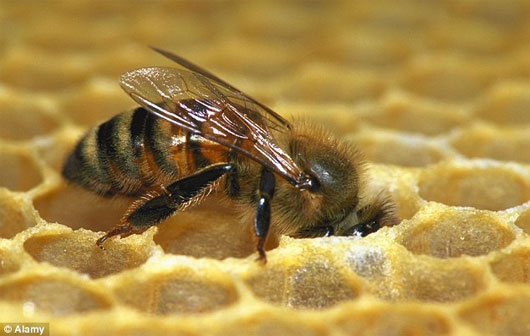 Picture 1 of Training bees to detect cancer