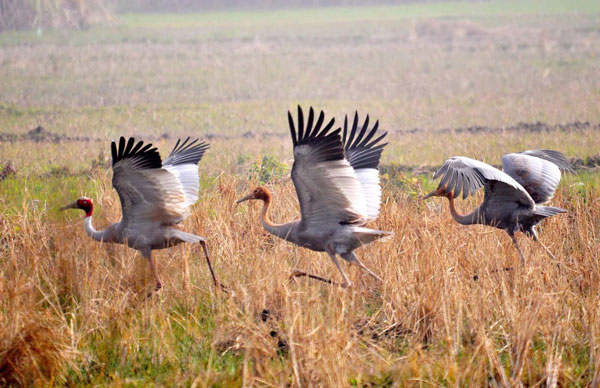 Picture 1 of Tram Chim became Vietnam's fourth Ramsar site