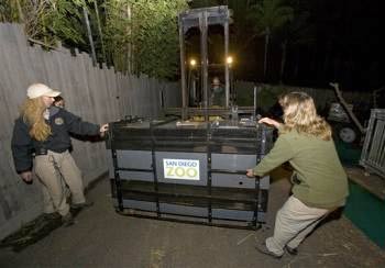Picture 1 of Transfer panda from America to China