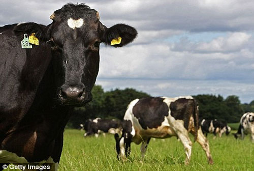 Picture 1 of Transgenic dairy cows produce human milk