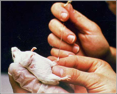Picture 1 of Transgenic goats provide human milk