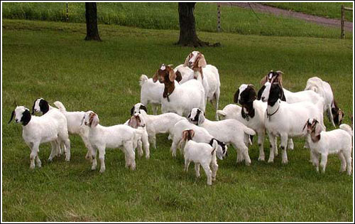 Picture 2 of Transgenic goats provide human milk