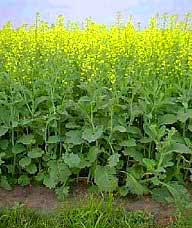 Transgenic plants - a decade of losing and winning images 1