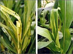 Transgenic plants - a decade of losing and winning images 3