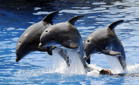 Picture 1 of Translated dolphin language