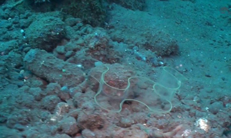 Picture 1 of Transparent glass-like fish live at a depth of 100 meters
