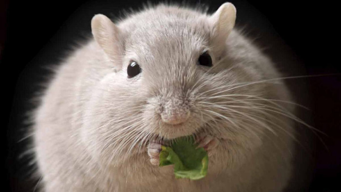 Picture 2 of Transplant human beta cells into mice, cure diabetes