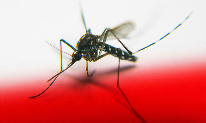 Picture 1 of Transplant the gene of 'death' to kill mosquitoes