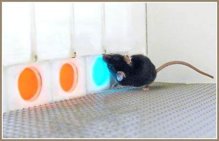 Picture 1 of Transplanting genes helps mice have eyesight like humans