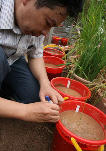 Picture 10 of Transplanting grain 3,000 years