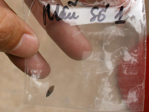 Picture 12 of Transplanting grain 3,000 years