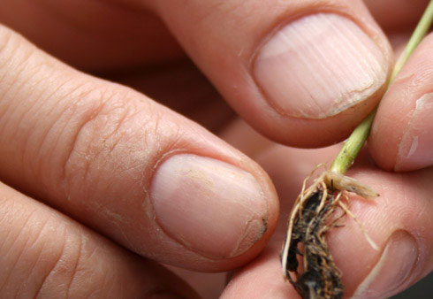 Picture 8 of Transplanting grain 3,000 years