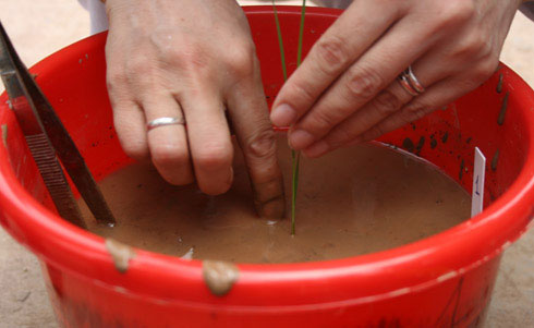 Picture 9 of Transplanting grain 3,000 years
