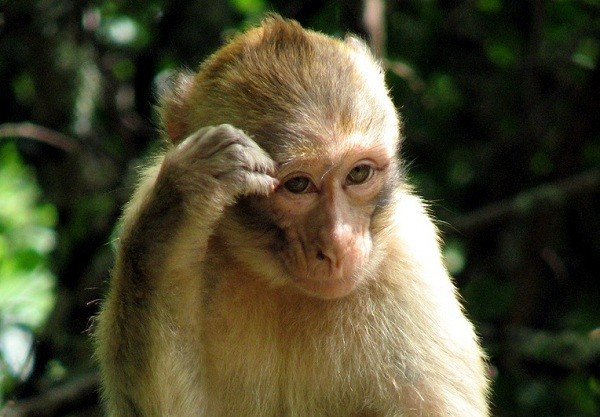Picture 2 of Transplanting monkey stem cells successfully cured heart disease