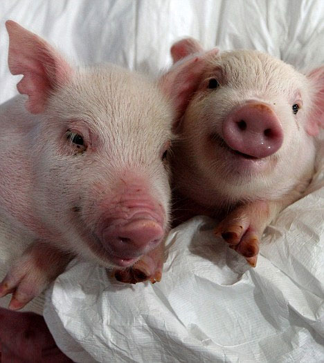 Picture 1 of Transplanting pig heart for monkey