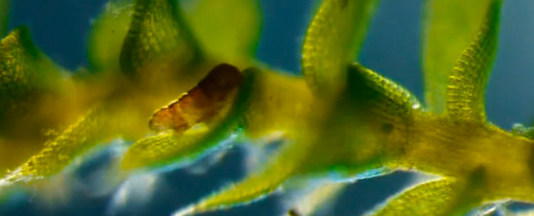 Picture 3 of Transplanting proteins from the 'longevity' creature into human cells, surprised by the results