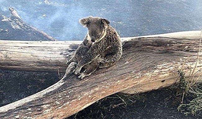 Picture 1 of Traumatic image: Koala Bear mother protects me from forest fires