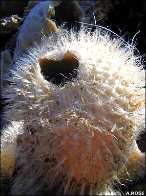 Picture 7 of 'Treasure of the creature' under the Antarctic sea