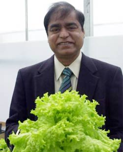 Picture 1 of Treat insulin diabetes from lettuce