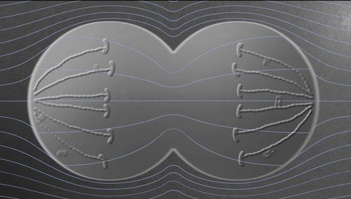 Picture 2 of Treatment of capillary brain cancer creates alternating electric fields