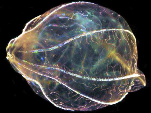 Picture 1 of Treatment of neurological disorders by jellyfish brain