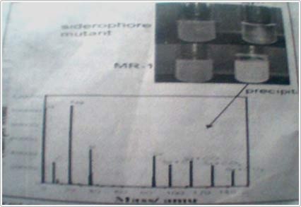 Picture 1 of Treatment of radioactive uranium contamination by bacteria