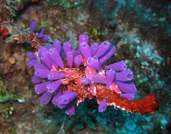 Picture 1 of Treatment of trauma through marine life