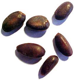Picture 2 of Tree na, taste good medicine
