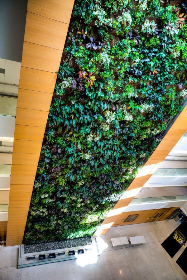 Picture 4 of Tree wall - a modern urban green solution