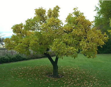 Picture 1 of Trees also think and remember like people